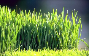 Weizengras/ Wheat grass