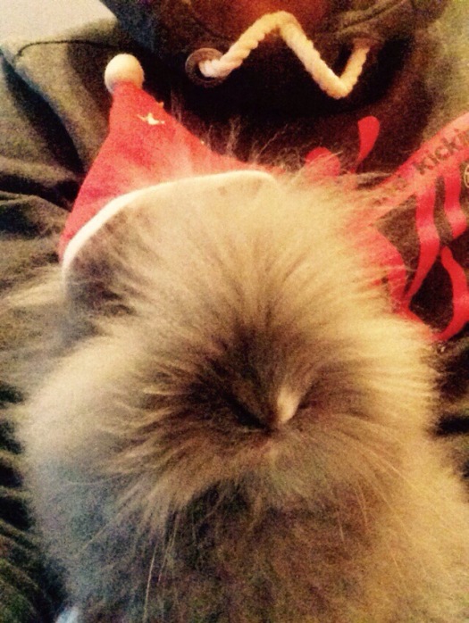 Weihnachten mit Wuschel / Christmas with my rabbit