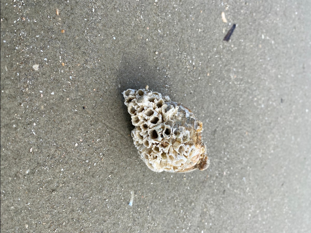 Feedback Enhertu bei metastasierten&nbsp;Brustkrebs